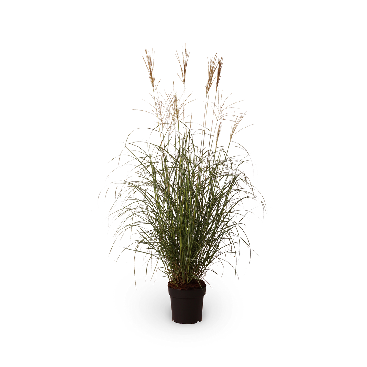 Chinaschilf 'Hermann Müssel'