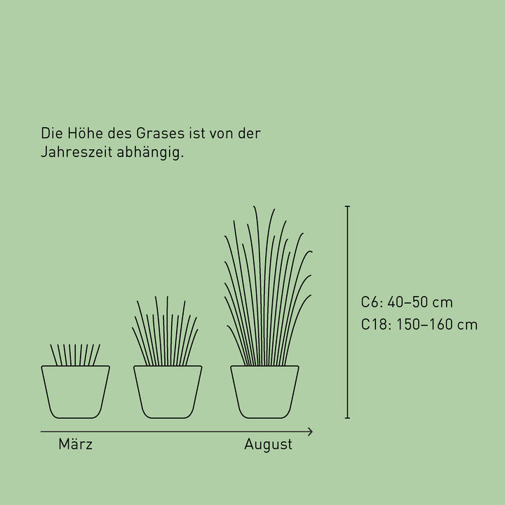 Größe des Chinaschilf 'Malepartus'