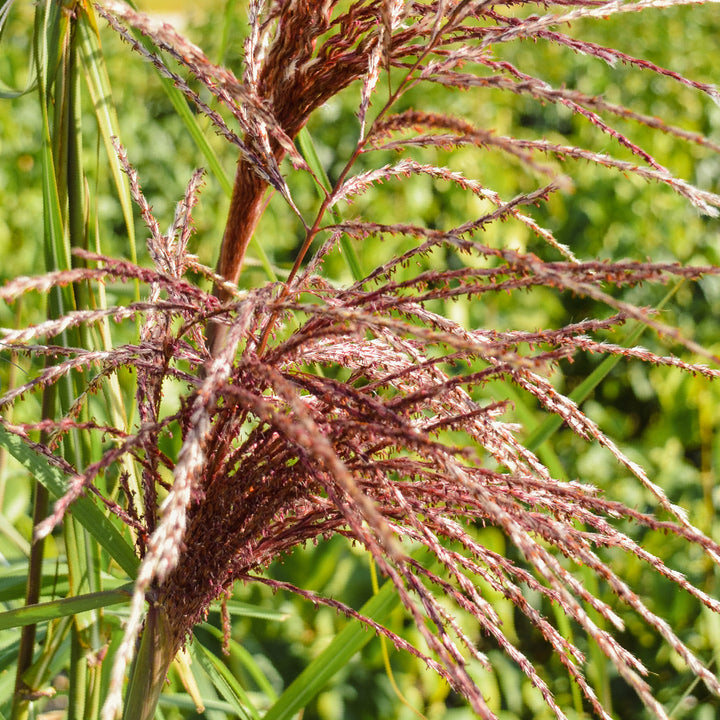 Halme des Chinaschilf 'Malepartus'