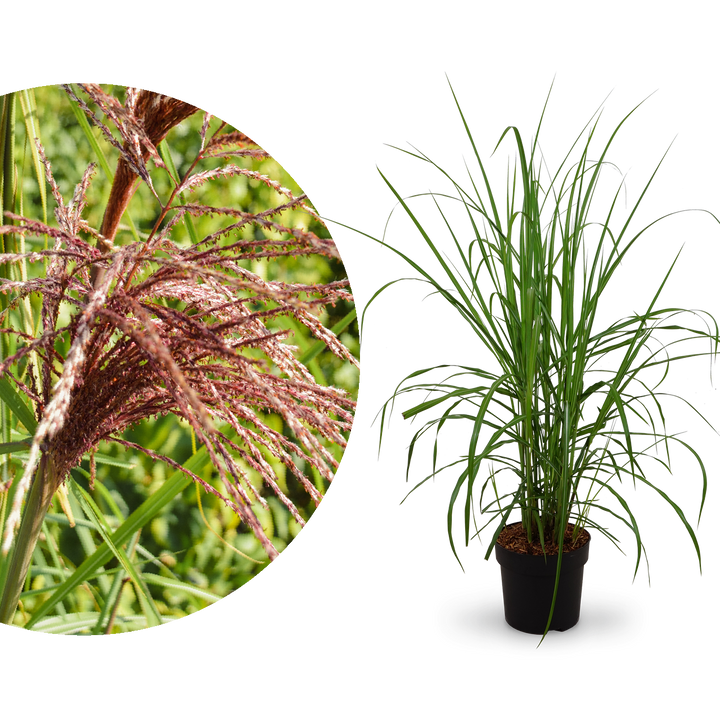 Chinaschilf 'Malepartus'