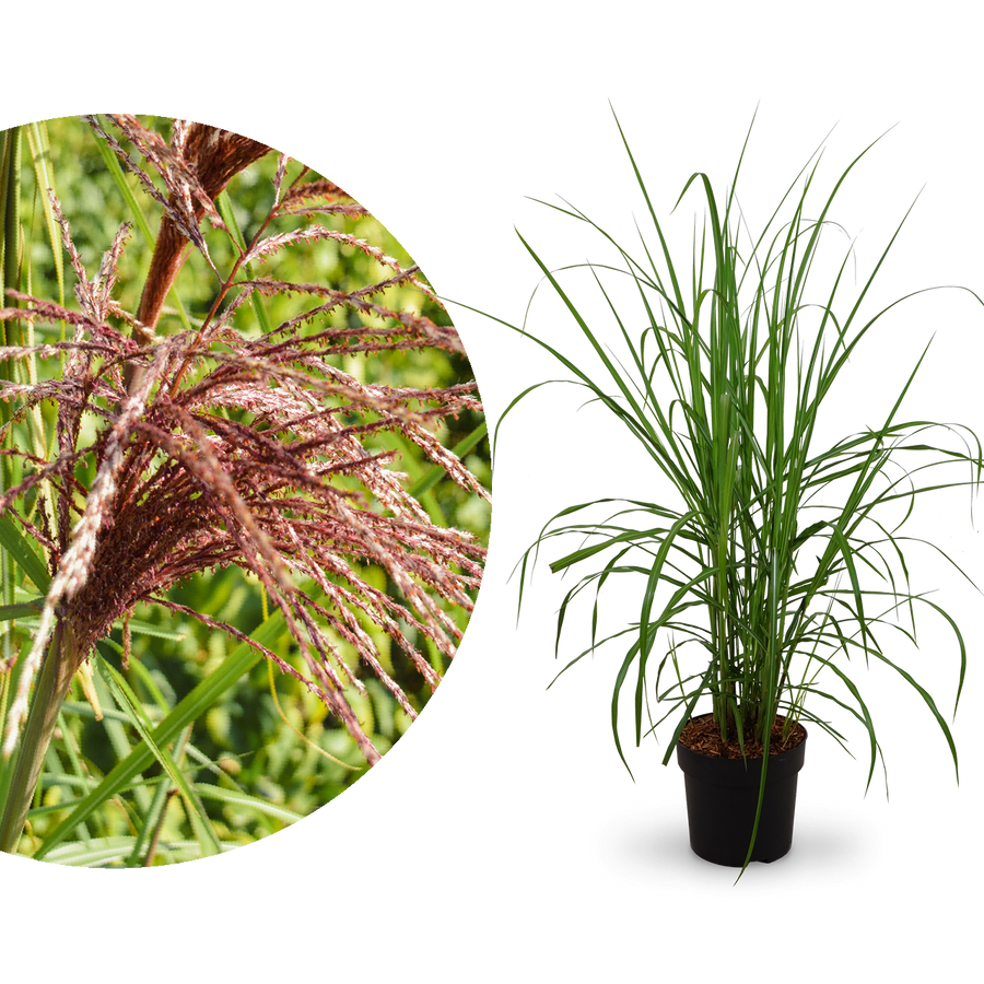 Chinaschilf 'Malepartus'