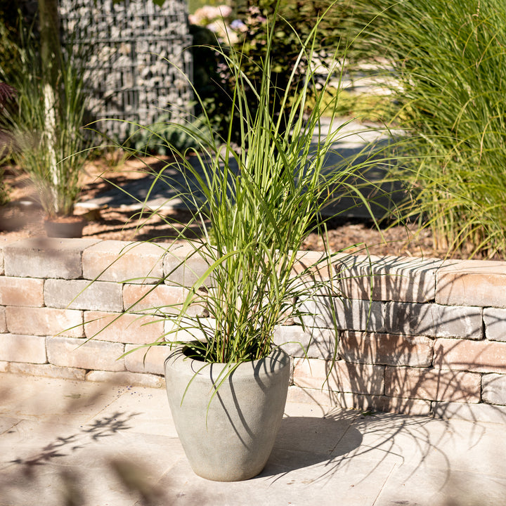 Wedel des Chinaschilf 'Malepartus'