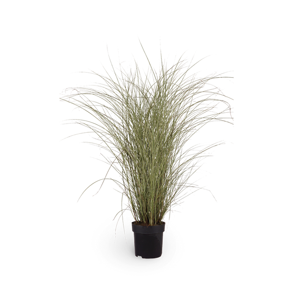 Chinaschilf 'Morning Light'