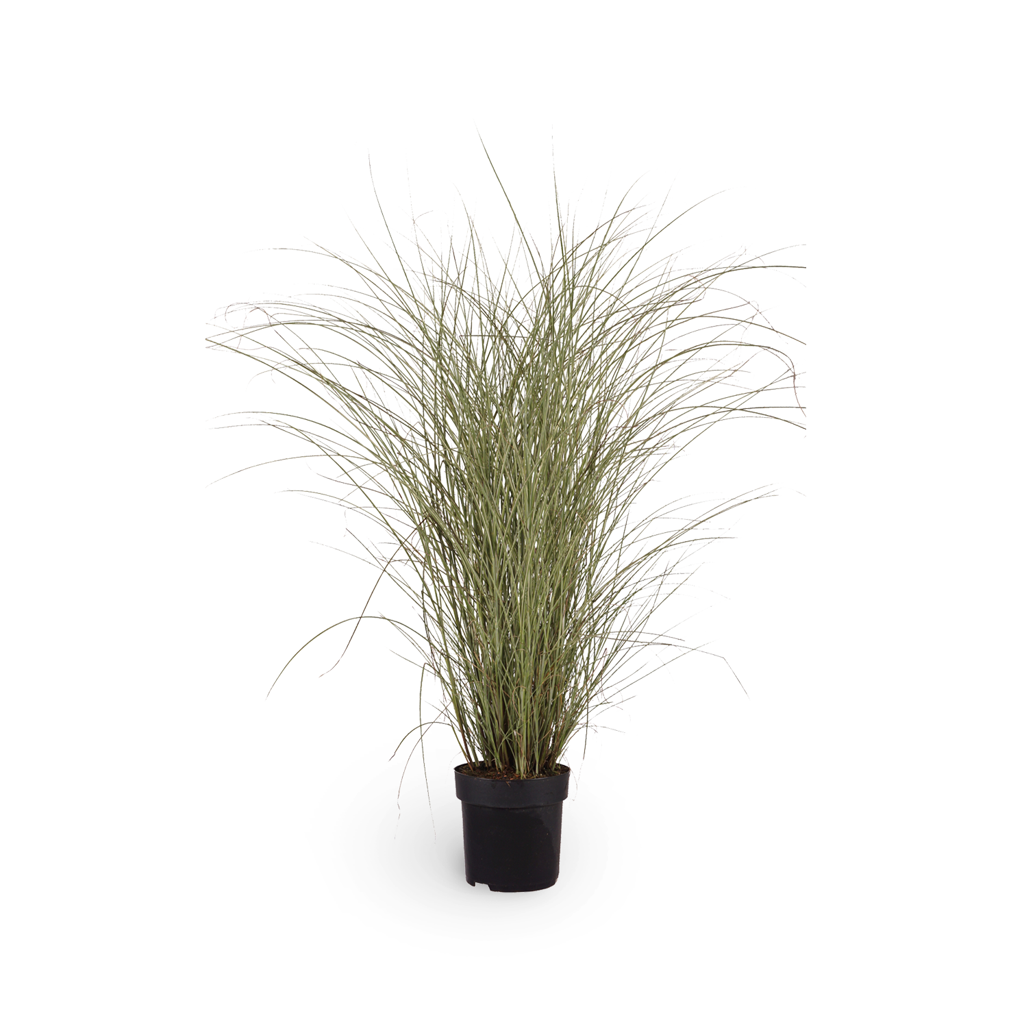 Chinaschilf 'Morning Light'