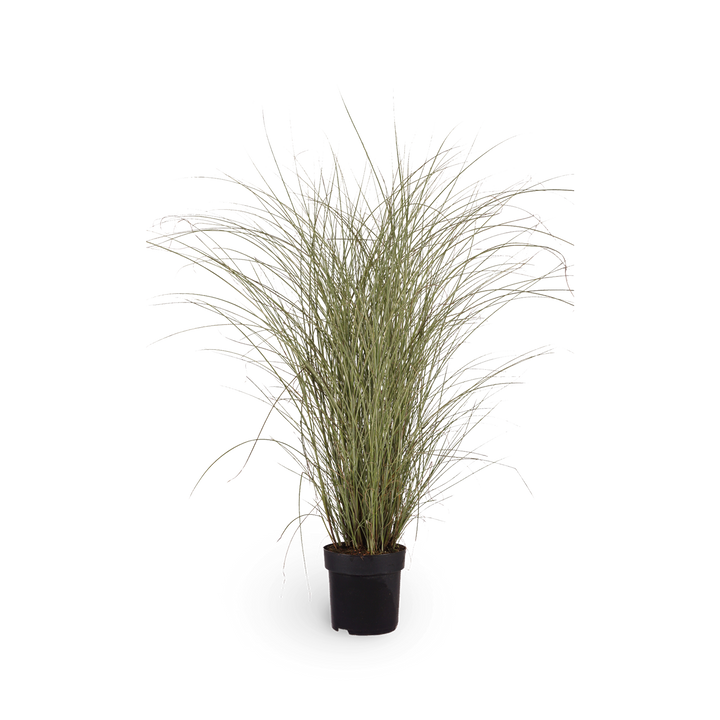 Chinaschilf 'Morning Light' - Ziergras für den Outdoor-Garten