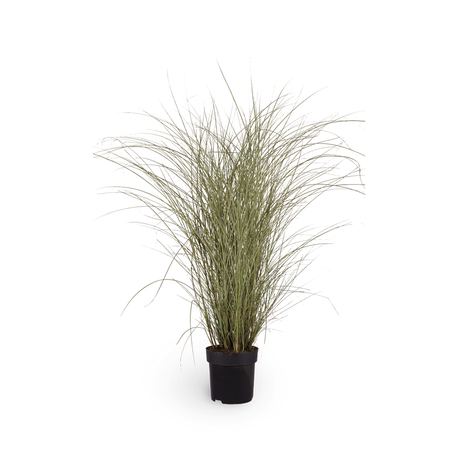 Chinaschilf 'Morning Light' - Ziergras für den Outdoor-Garten