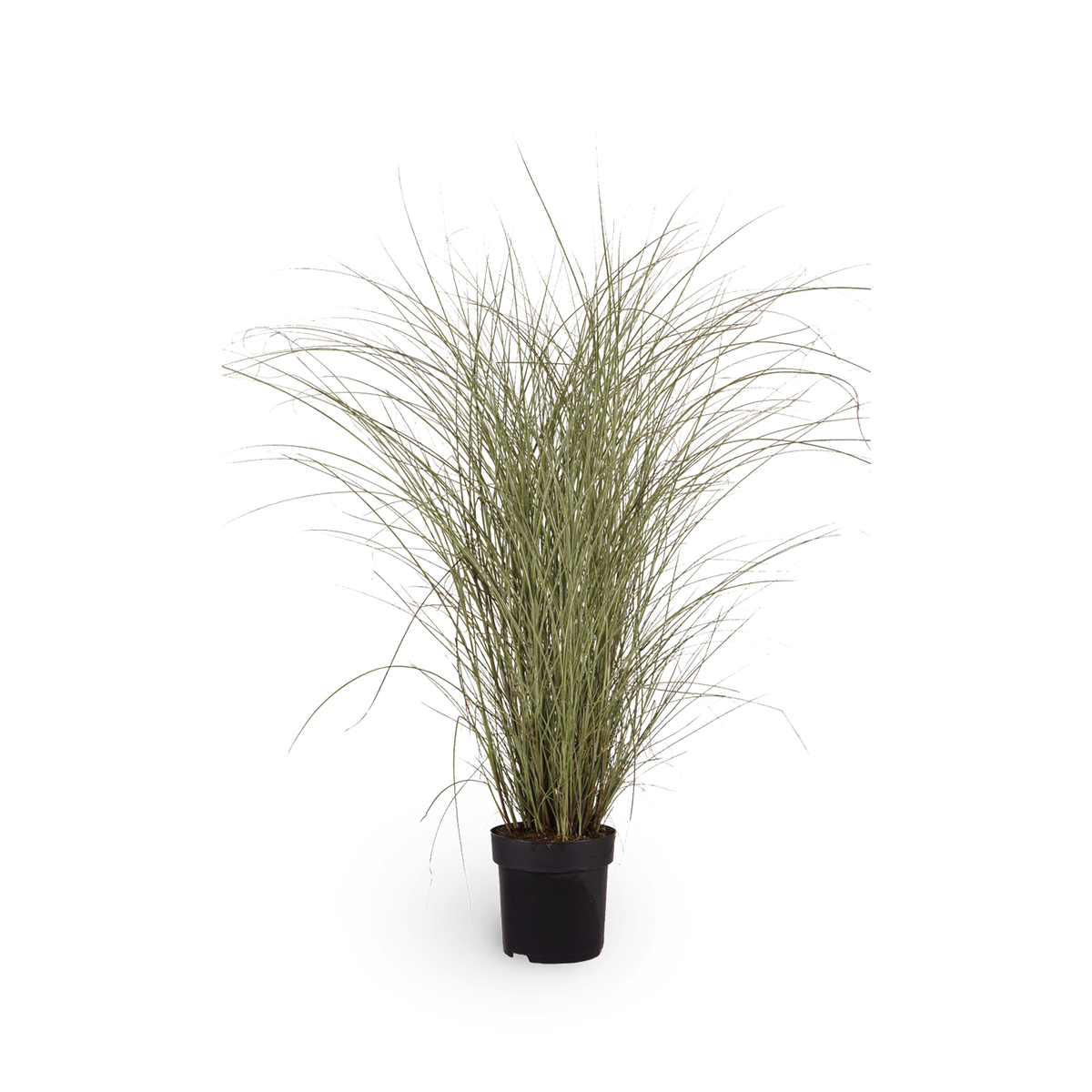 Chinaschilf 'Morning Light'