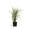 Chinaschilf 'Variegatus'