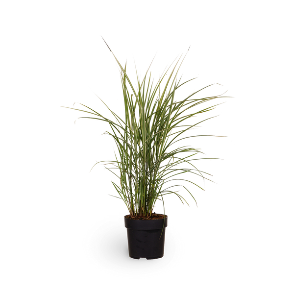 Chinaschilf 'Variegatus'