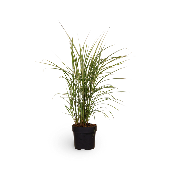 Chinaschilf 'Variegatus' - Ziergras für den Outdoor-Garten