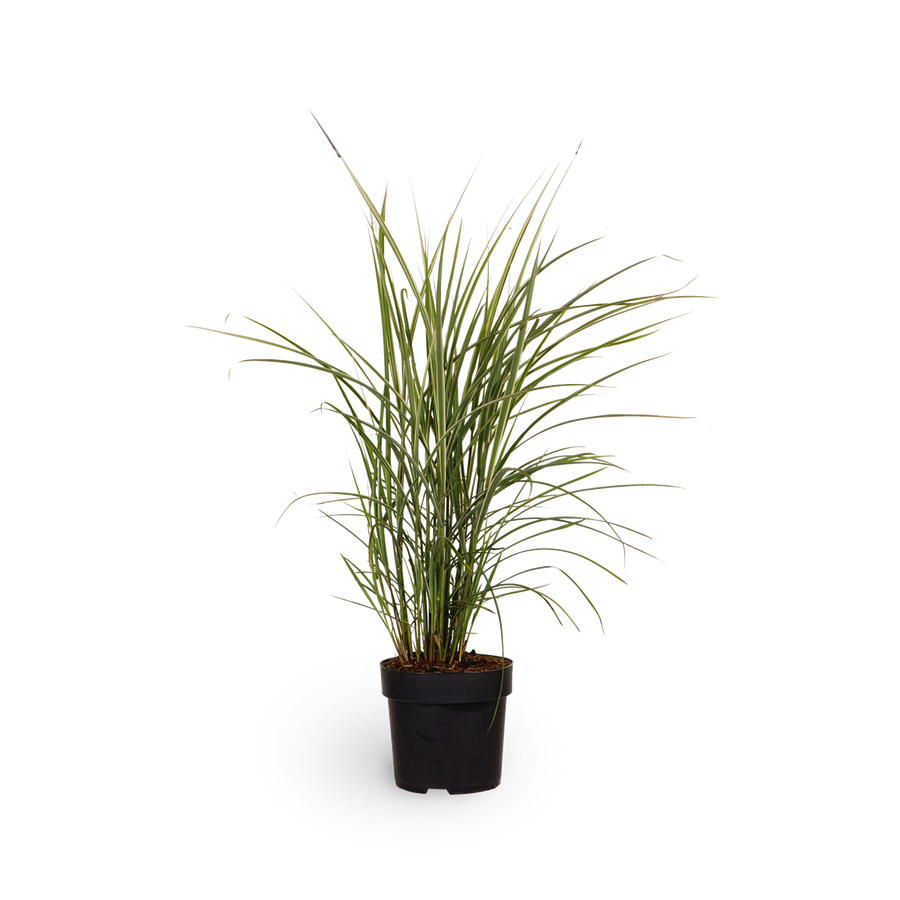 Chinaschilf 'Variegatus' - Ziergras für den Outdoor-Garten
