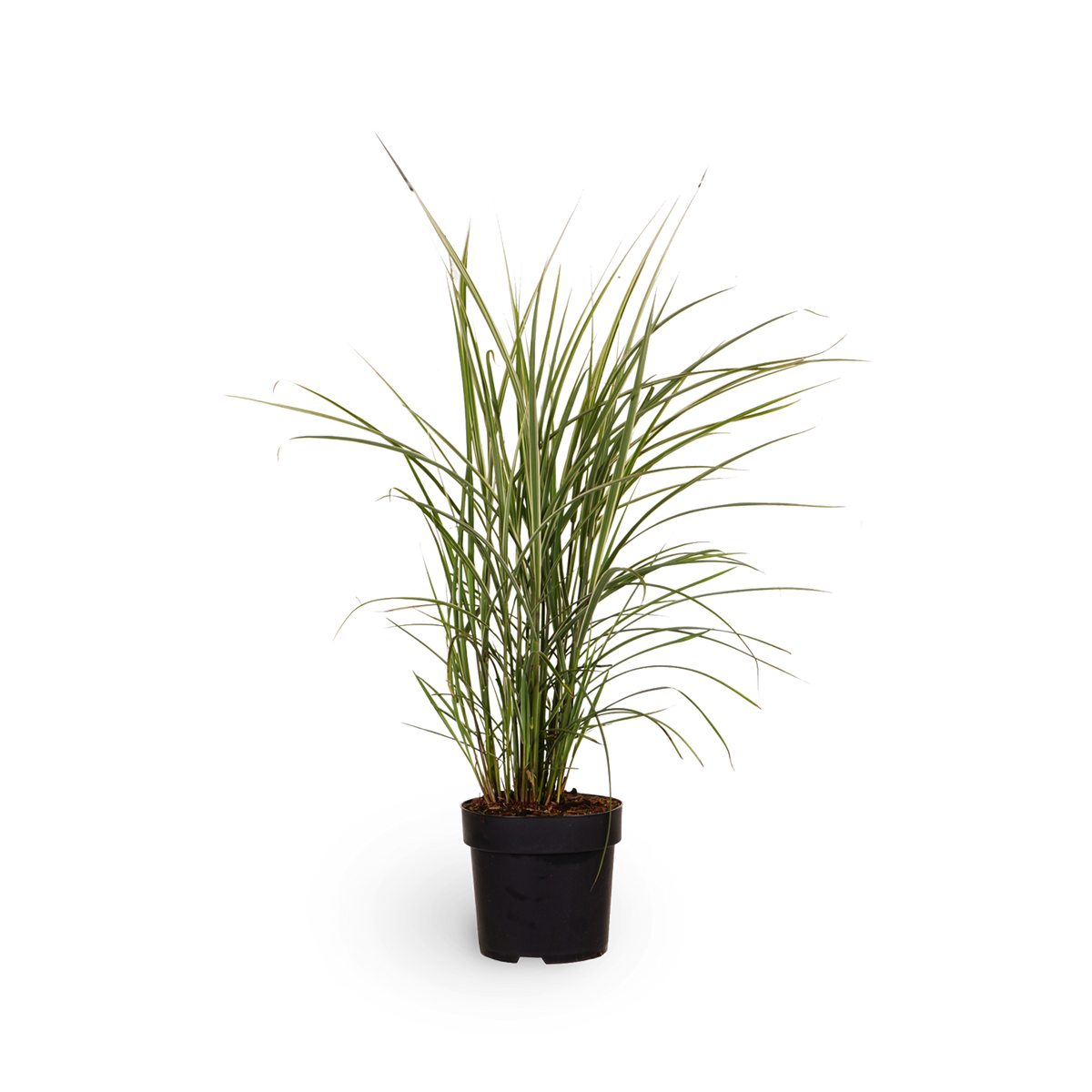 Chinaschilf 'Variegatus'