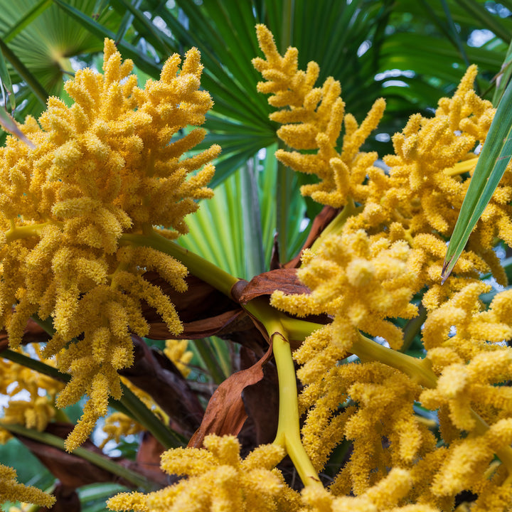 Blüte der Chinesischen Hanfpalme