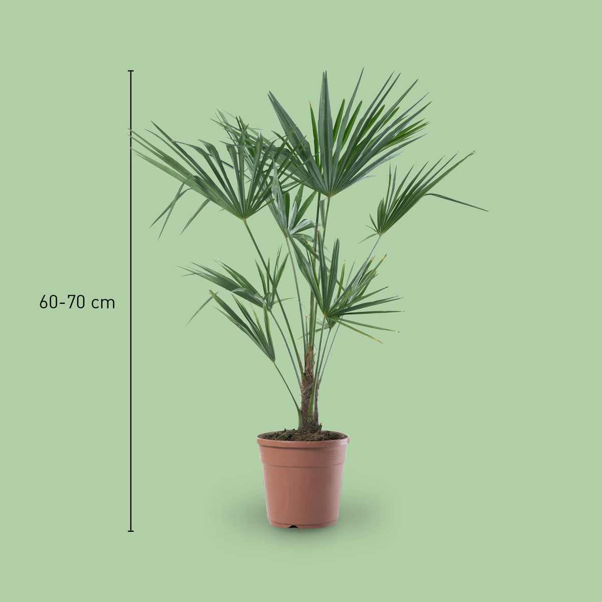 Chinesische Hanfpalme kaufen