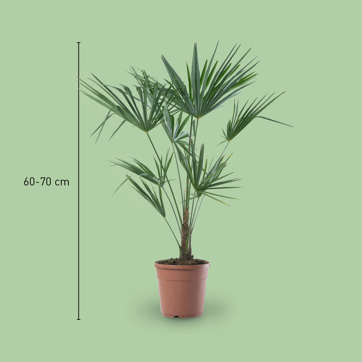 Größe der Chinesischen Hanfpalme