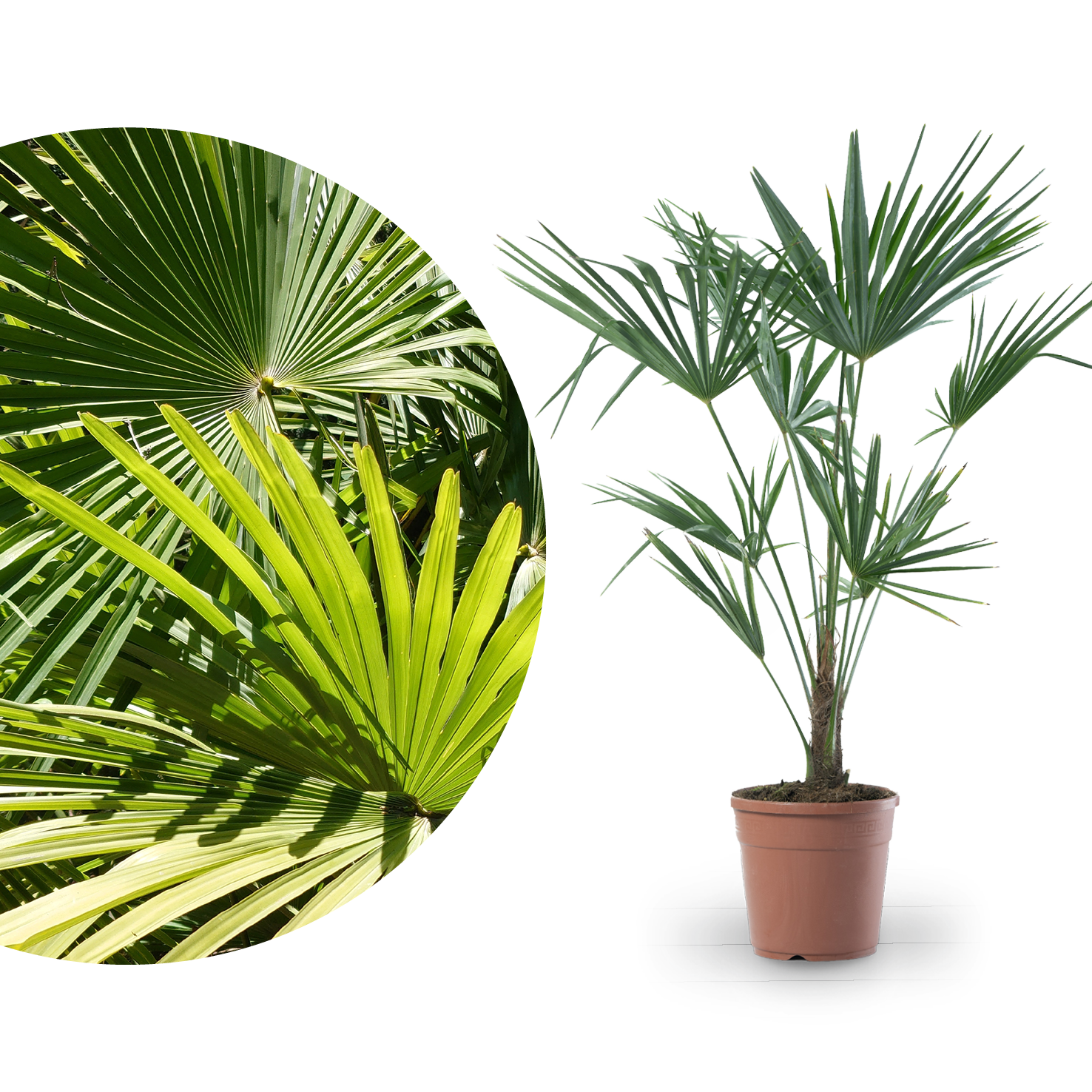 Chinesische Hanfpalme kaufen