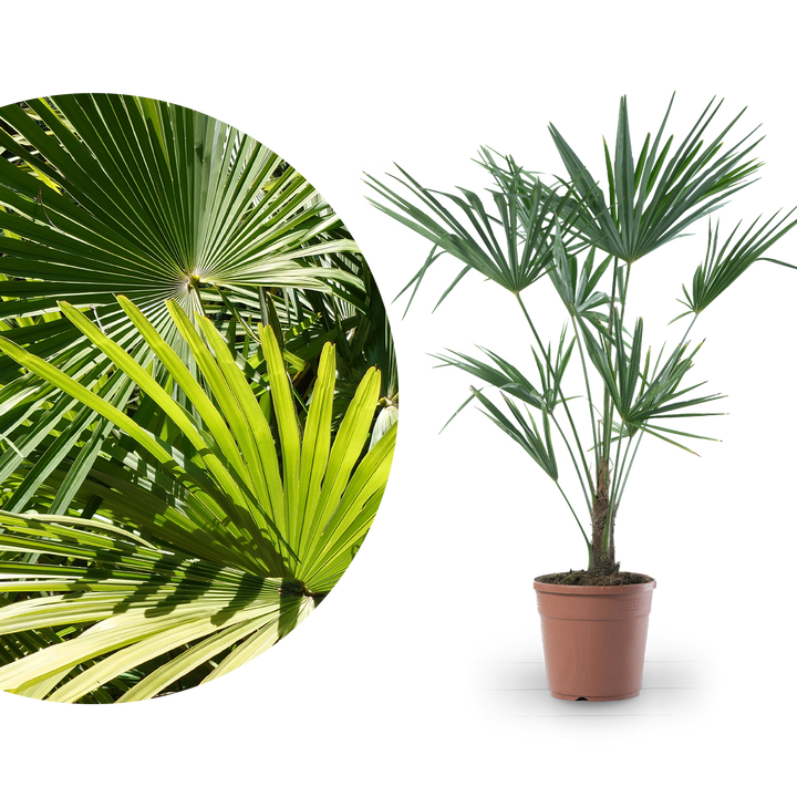 Chinesische Hanfpalme