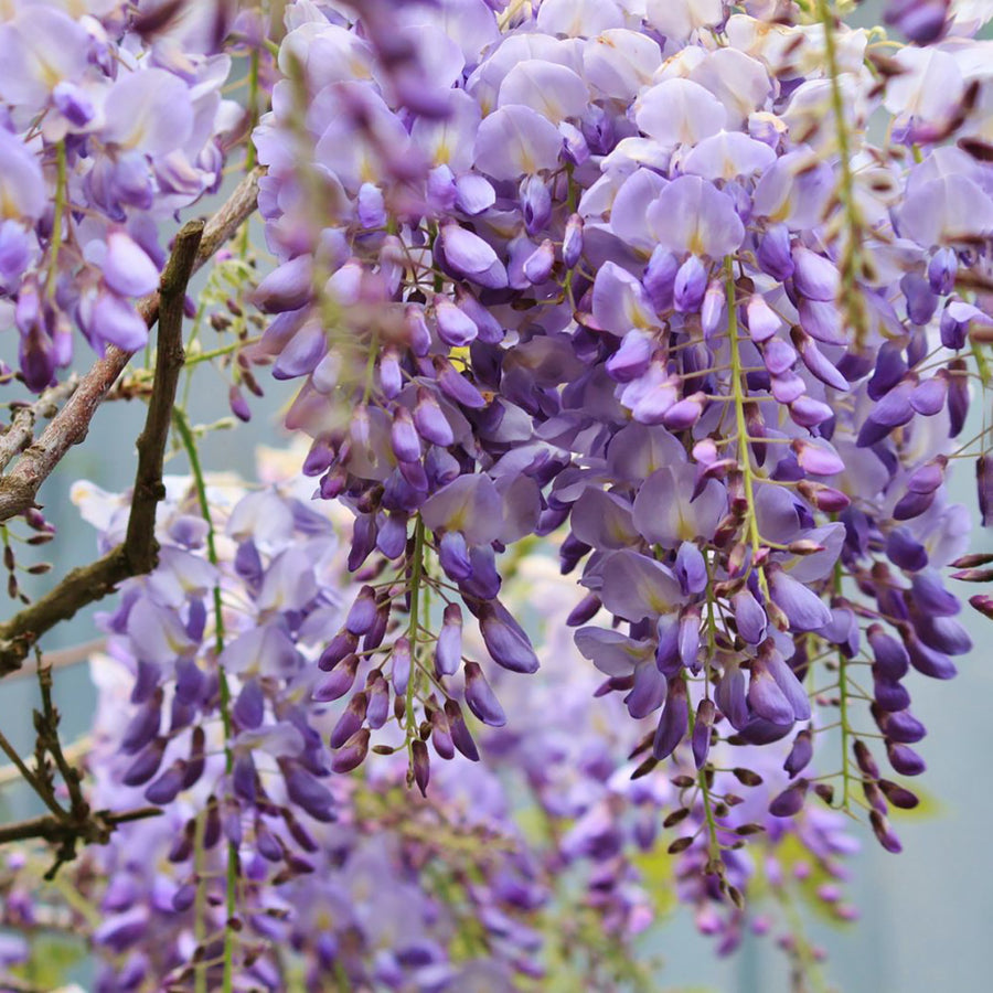 Chinesischer Blauregen 'Prolific' - Outdoor Wisteria für Garten und Terrasse