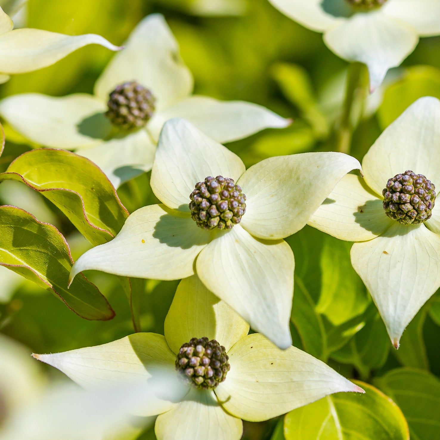 Blüten des Chinesischen Blumen-Hartriegels 'Milky Way'