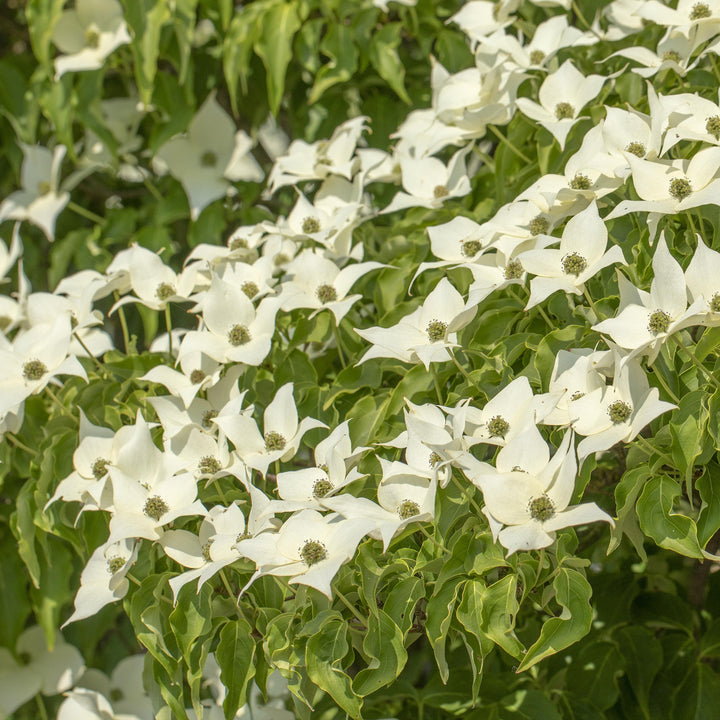 Weiße Blüten des Chinesischen Blumen-Hartriegels 'Milky Way'
