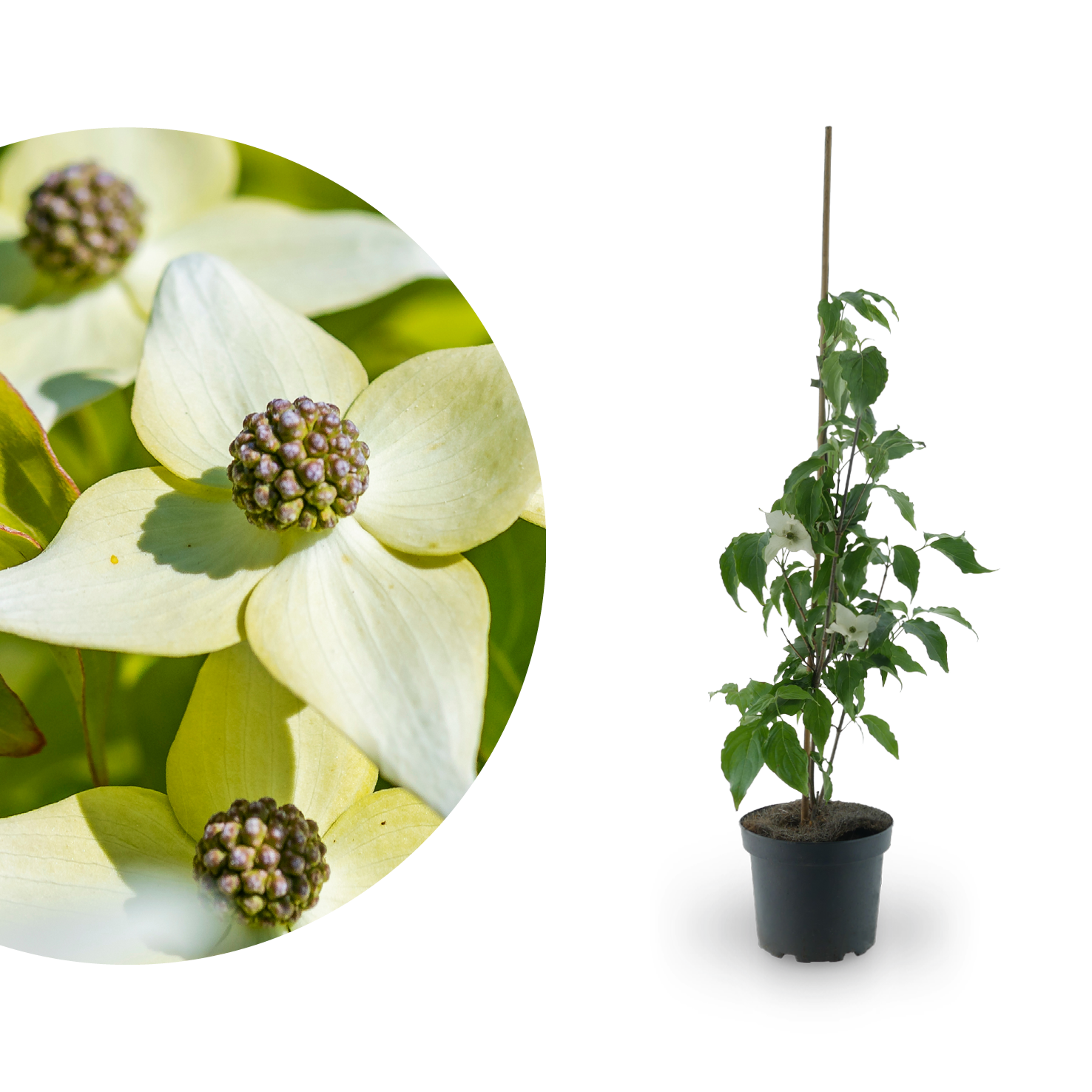 blumen hartriegel düngen Chin. Blumen-Hartriegel 'Milky Way' kaufen