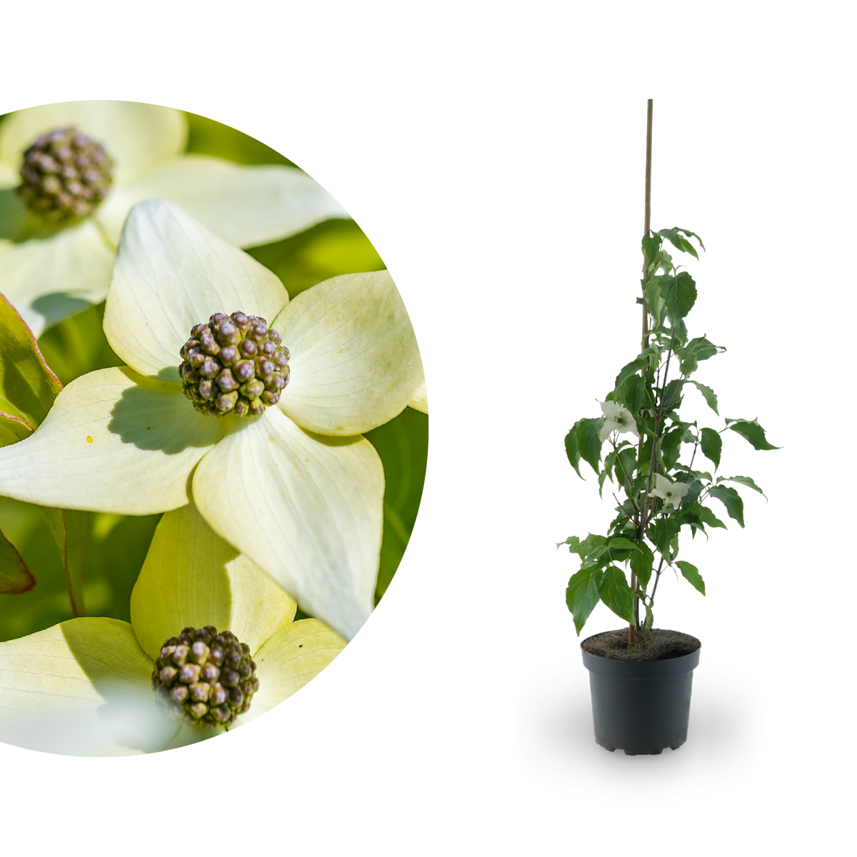 Chinesischer Blumen-Hartriegel 'Milky Way' Cremeweiß