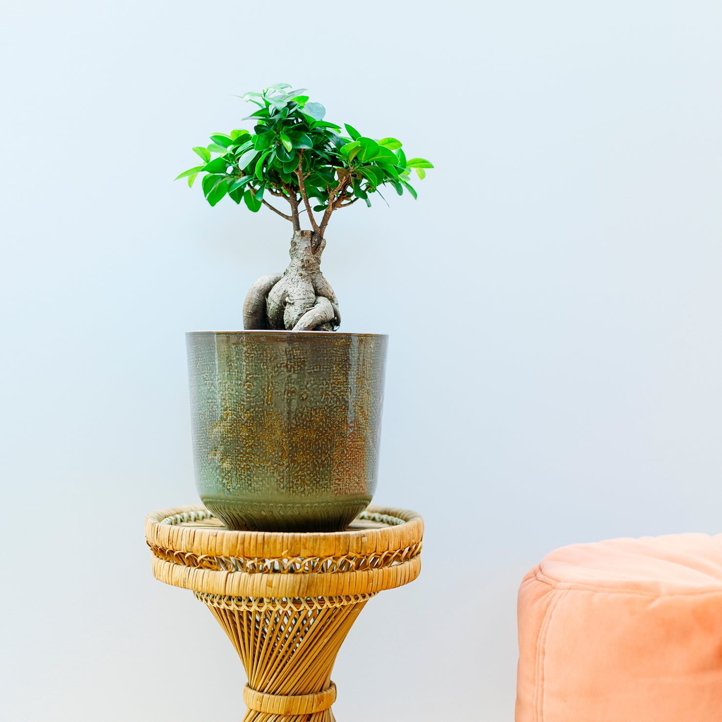 Chinesischer Feigenbaum als Bonsai im Wohnzimmer