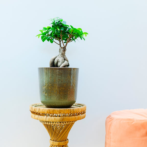 Chinesischer Feigenbaum als Bonsai im Wohnzimmer