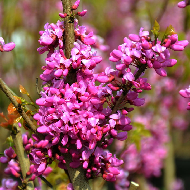Blüte des Chinesischen Judasbaums 'Avondale'