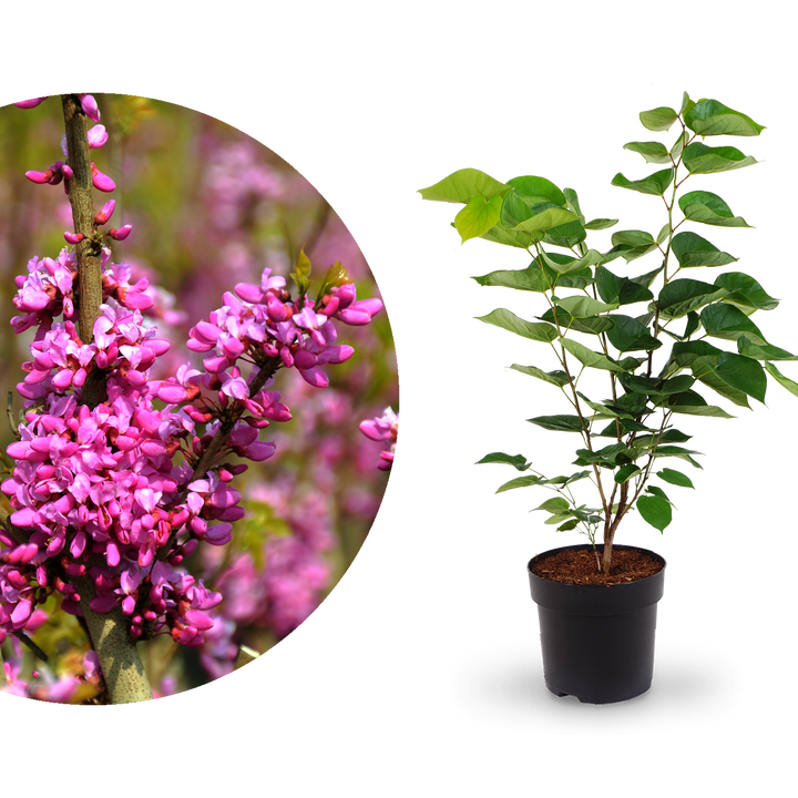 Chinesischer Judasbaum 'Avondale'