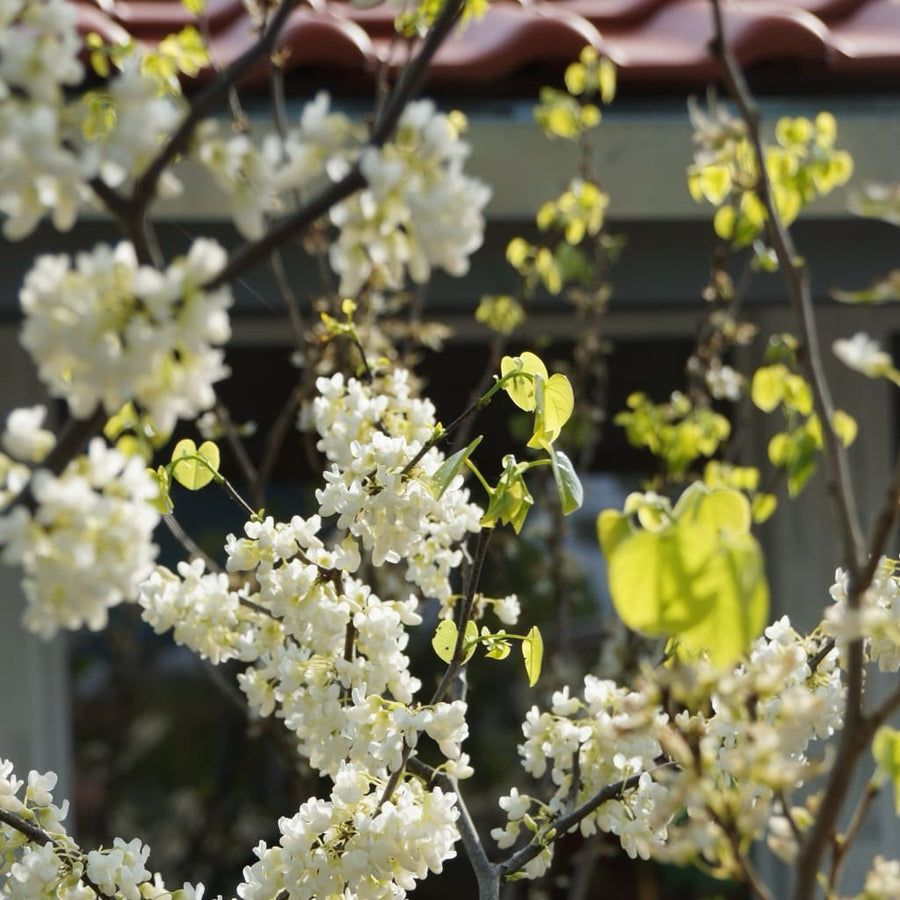 Chinesischer Judasbaum 'Shirobana' Weiß