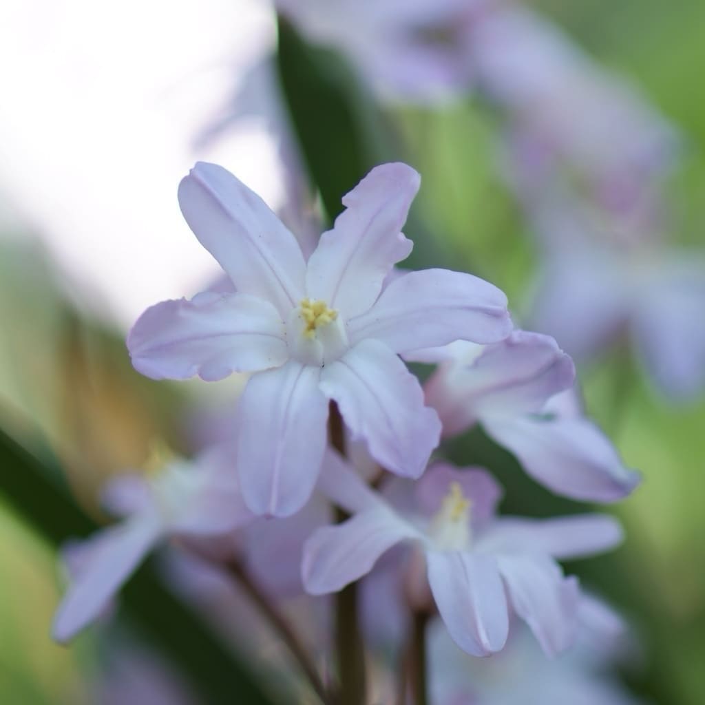 Chionodoxa forbesii