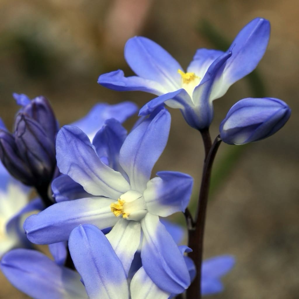 Chionodoxa luciliae