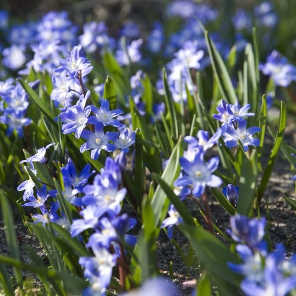 Gewöhnliche Sternhyazinthe Blau