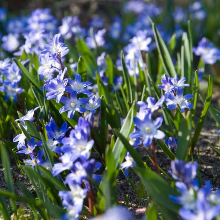 Gewöhnliche Sternhyazinthe Blau