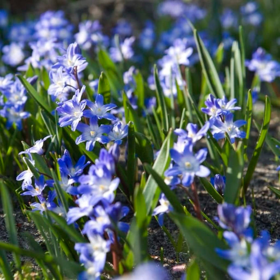 Gewöhnliche Sternhyazinthe Blau