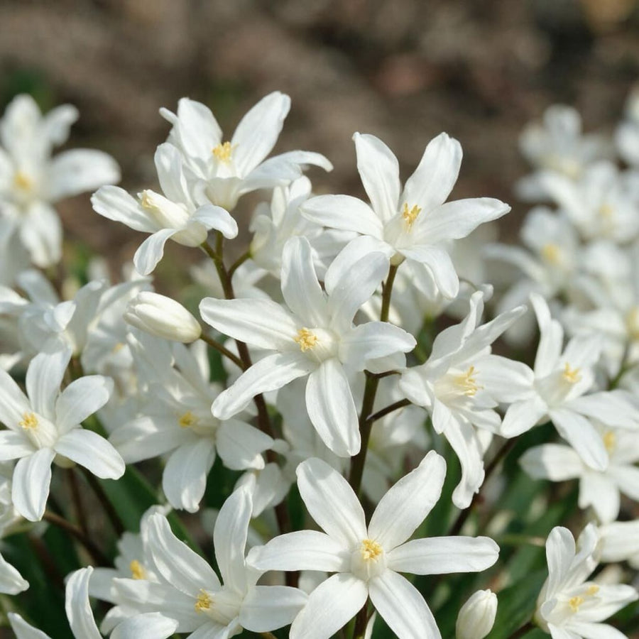 Chionodoxa luciliae