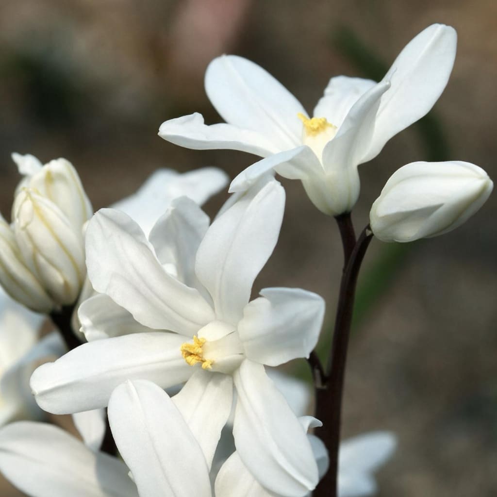 Chionodoxa luciliae