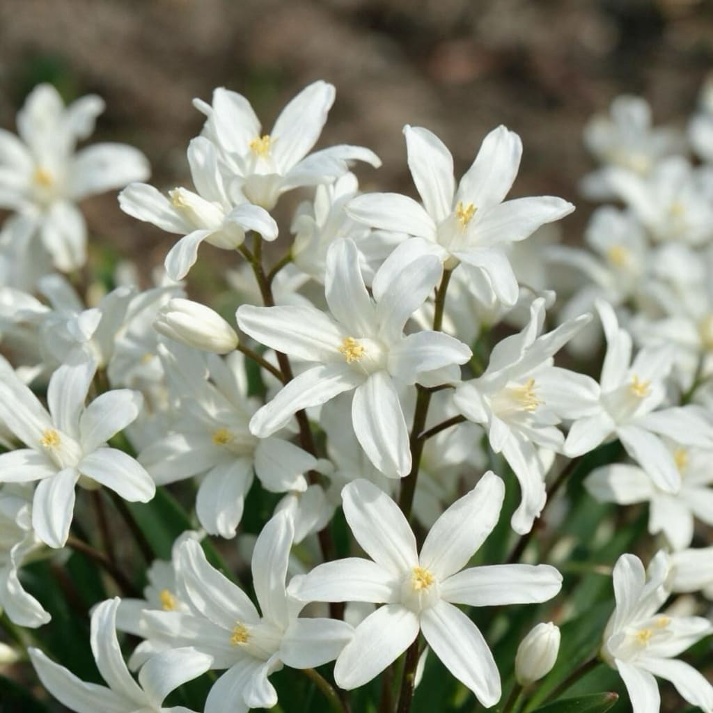 Schneestolz 'Alba' Weiß