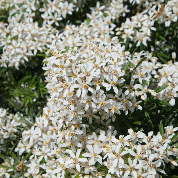 Choisya ternata 'White Dazzler'®