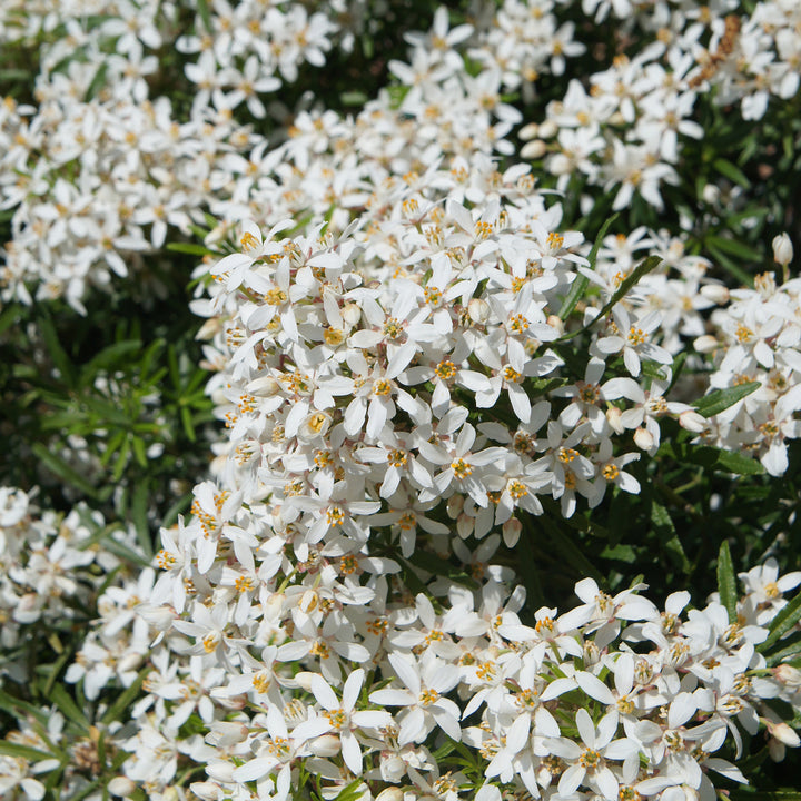 Choisya ternata 'White Dazzler'®