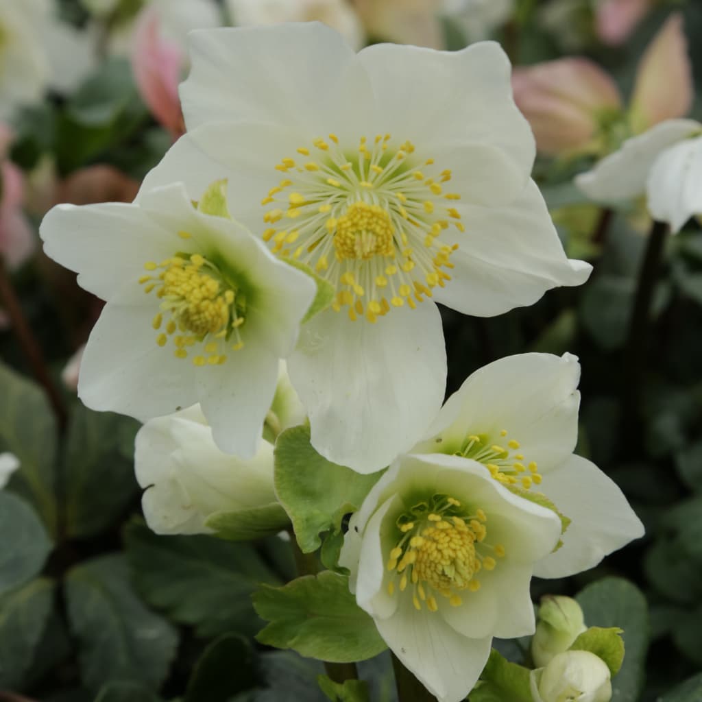 Christrose Weiß