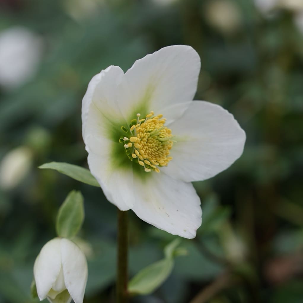 Christrose Weiß