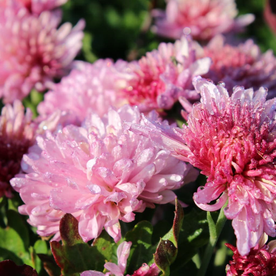 Chrysanthemum x hortorum 'Anastasia'