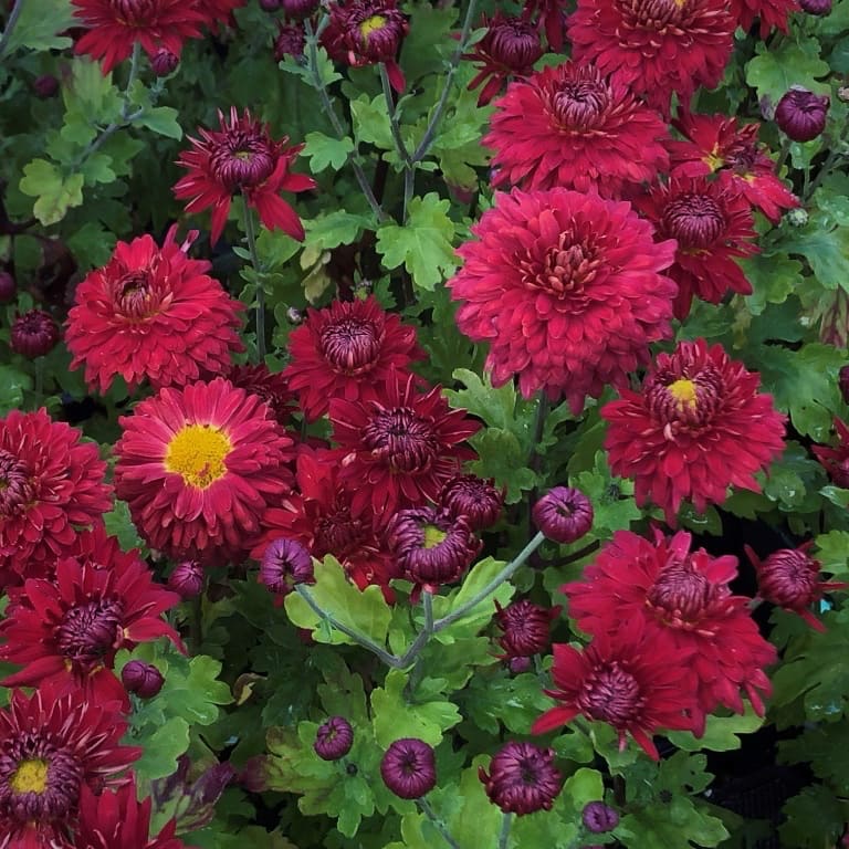 Chrysanthemum x hortorum 'Fellbacher Wein'