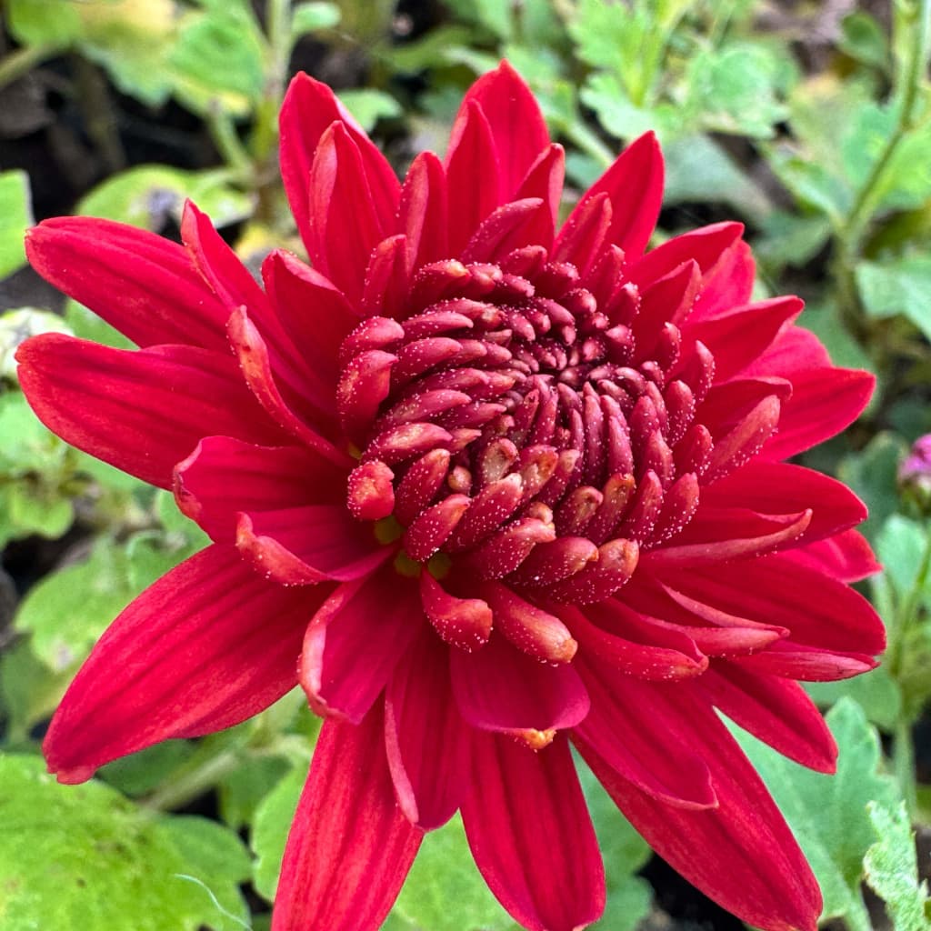 Chrysanthemum x hortorum 'Fellbacher Wein'