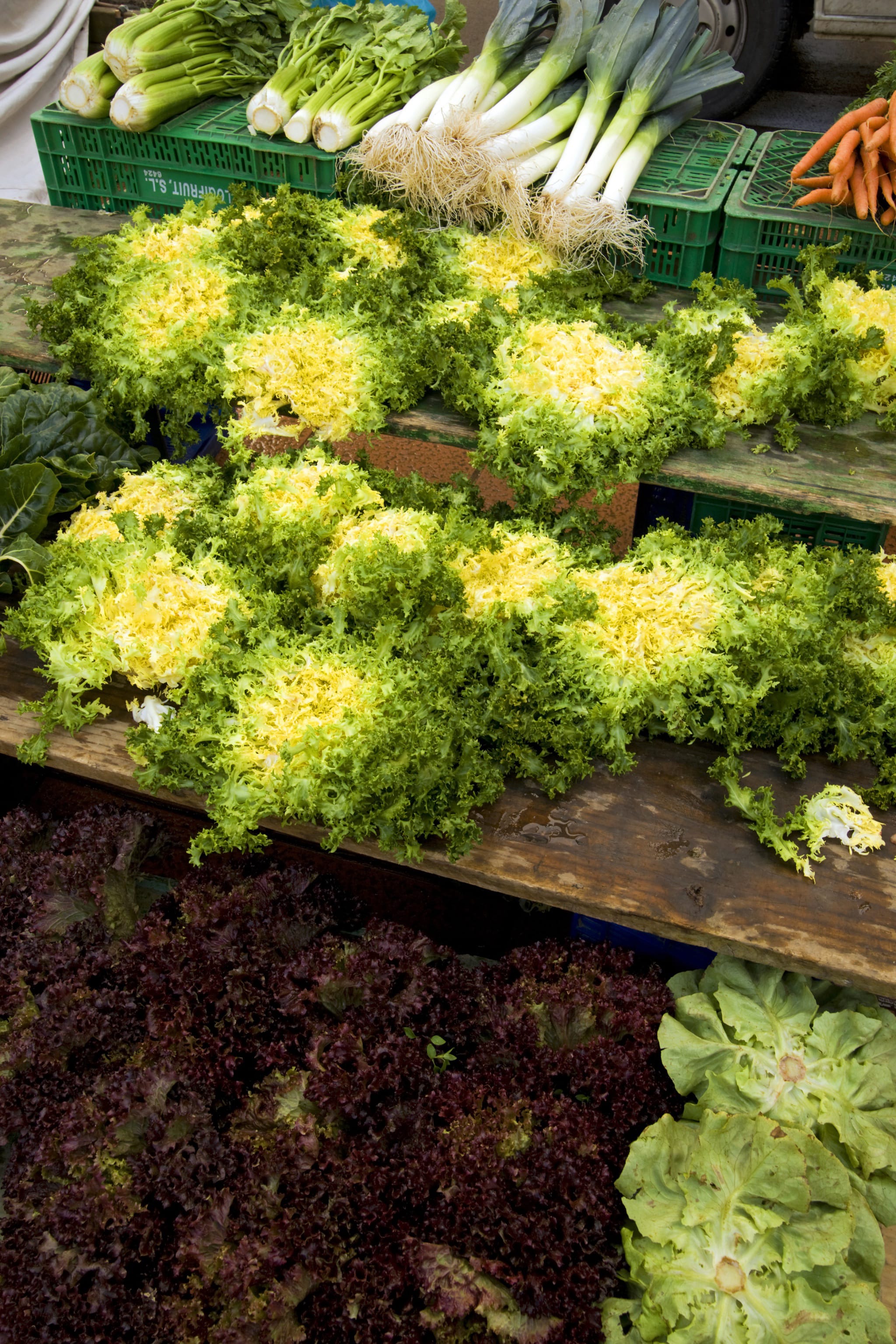 Cichorium endivia var. crispum 'Wallonne'
