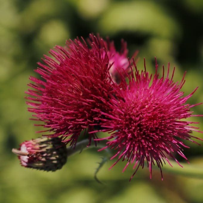 Cirsium rivulare 'Atropurpureum'