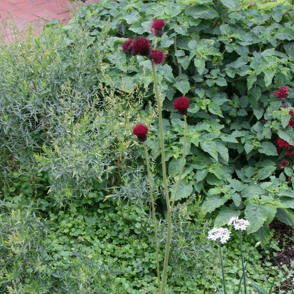 Cirsium rivulare 'Atropurpureum'