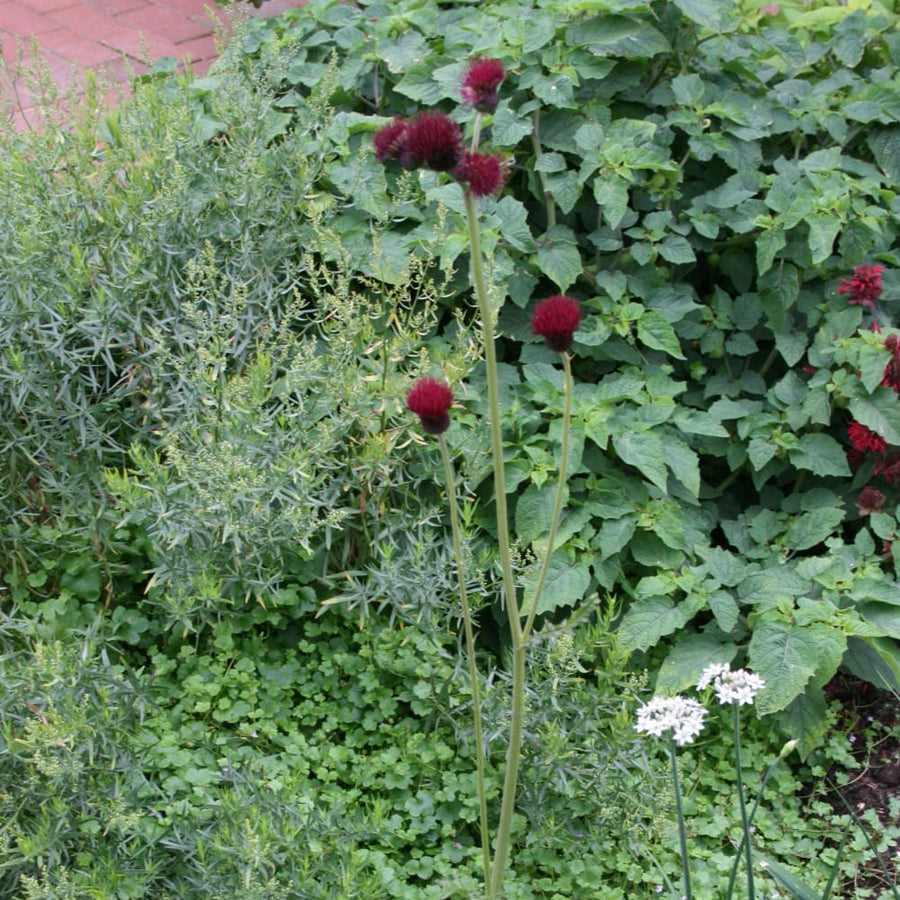 Cirsium rivulare 'Atropurpureum'